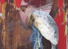 Fred Olsen Robbe | Rettungsaktion bei Global Tech 1 - © Foto: Fred. Olsen Windcarrier Fred Olsen Robbe | Rettungsaktion bei Global Tech 1