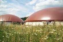 Ökologisch: Klee im Fermenter | Die Biogasanlage Hallerndorf kann mit bis zu 65 Prozent Kleegras betrieben werden.