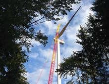 Ostwind im Wald