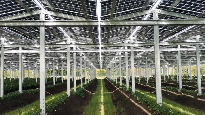 Die Module lassen 75 Prozent des Sonnenlichts zu den Pflanzen durch.