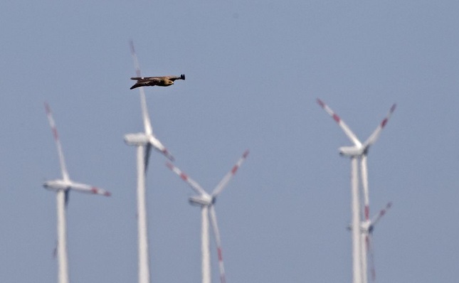 Schreiadler vor einem Windpark