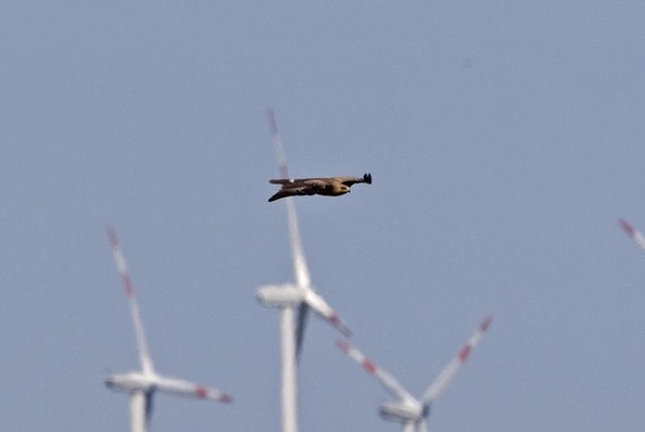 Rotmilan im Windpark