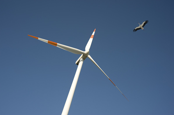 Soll auf die neue Bundesliste für durch Windnergie gefährdete Vogelarten: der Schwarzstorch.