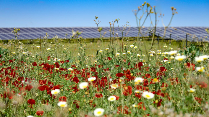 Noch sind die Solarparks nicht gebaut. Doch wenn sie fertig sind, speisen sie direkt ins Hochspannungsnetz ein.