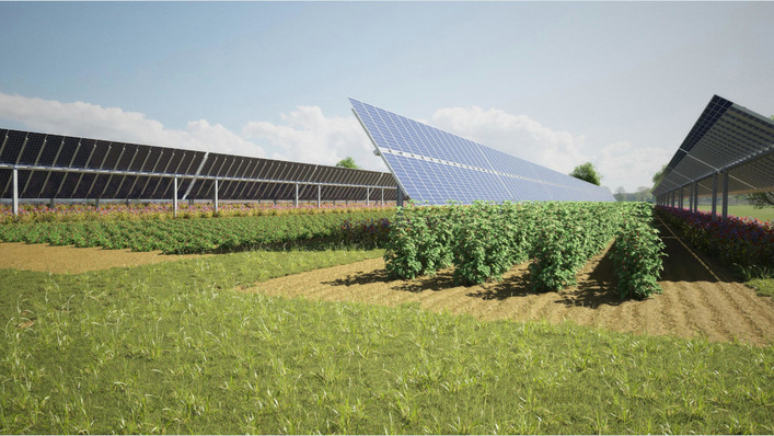 So wird auch die Agriphotovoltaikanlage in der Nähe von Berlin aussehen, die Elysium Solar mit Finanzierung der Commerzbank baut.