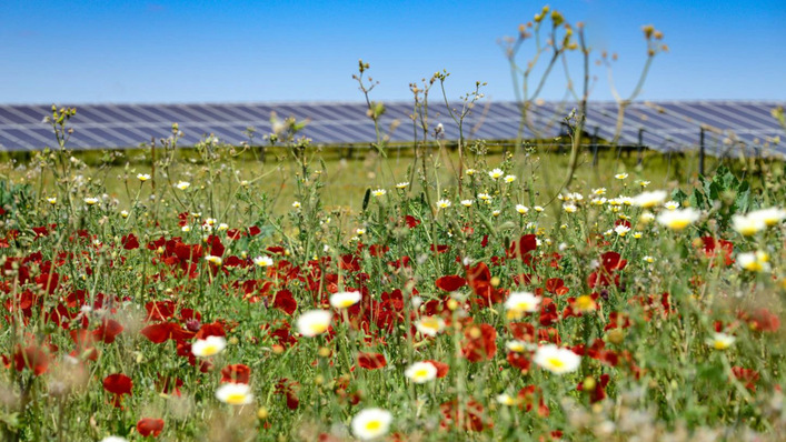 Nicht nur der landwirtschaftliche Ertrag sollte im Rahmen der Agri-PV unterstützt werden, sondern auch die Nachhaltigkeit und Biodiversität.