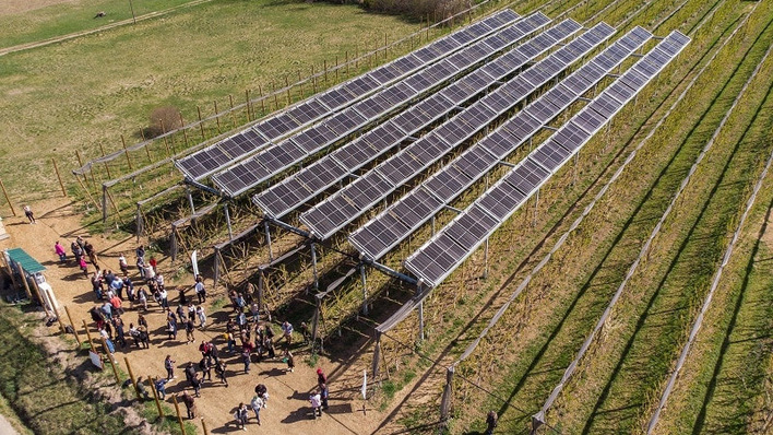 Ombrea hat in Frankreich schon einige Agri-PV-Projekte umgesetzt, wie diese solare Überdachung von Pflaumenbäumen.