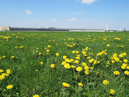 Rund 300 Hektar groß ist das Tempelhofer Feld auf dem ehemaligen Gelände des Flughafens. Etwa genau so groß sind die Flächen, die sich in Berlin für Windenergie eignen und gleichzeitig nur mittleres Konfliktpozenziel aufweisen. Konfliktfrei ist keine.