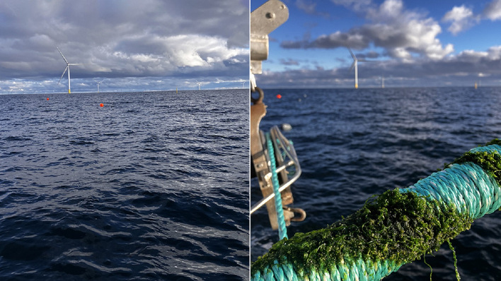 Algenaussaat im Windpark Kriegers Flak.