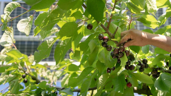  Die Kombination von Landwirtschaft mit der Photovoltaik verdoppelt nahezu die Flächeneffizienz. Beispielprojekten zeigt der neue Agri-PV-Atlas.