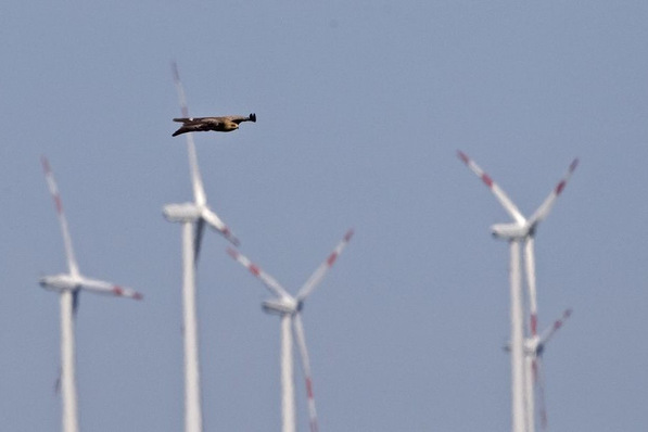 Schreiadler vor einem Windpark