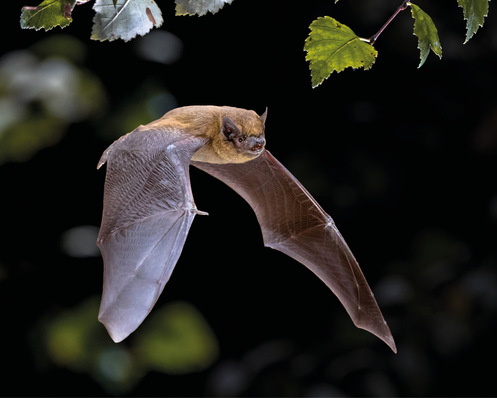Windkraftanlagen könnten in der fledermauskritischen Zeit, das sind vor allem die windarmen Sommernächte, abgeschaltet werden.