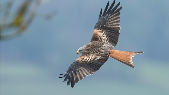 © LIFE EUROKITE