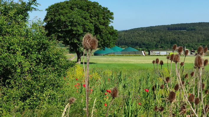 Feld mit getrockneten Disteln und roten Mohnblumen, grüne Hügel und Bäume im Hintergrund unter einem klaren blauen Himmel. - © Fachverband Biogas