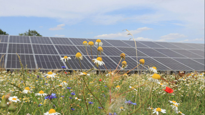 Die meisten Projektierer berücksichtigen den Naturschutz und die Biodiversität in Solarparks. Das ist zwar gut, aber kostet auch Geld.