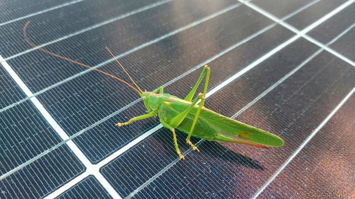 In den Solarparks haben die Studienautoren viele Pflanzen- und Tierarten gefunden, die von den Landwirtschaftsflächen vertrieben wurden.