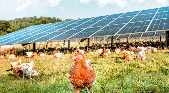 Tiere nutzen Photovoltaik-Anlagen als natürlichen Witterungsschutz und Schattenspender.
