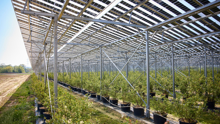 Die Beeren gedeihen unter dem Schutz der Module in perfekter Qualität.