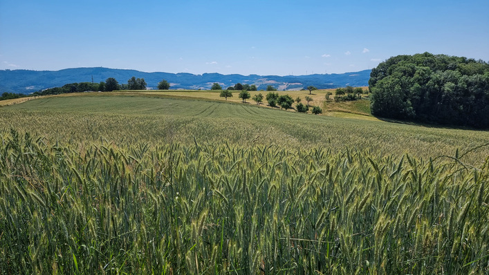 Windkraft im Odenwald