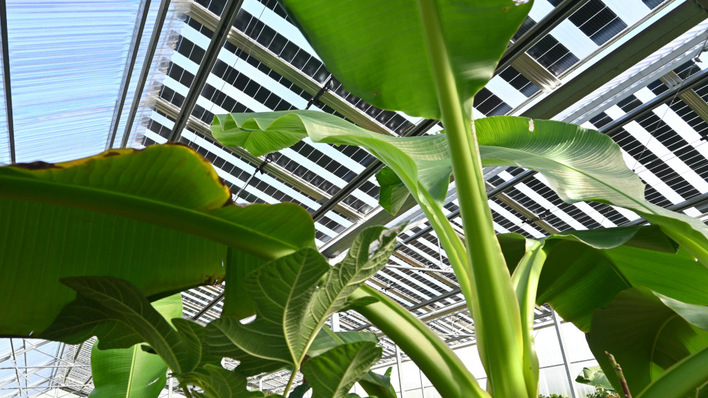 Einen Einblick, welche Möglichkeiten die Agri-PV bietet, konnten die Teilnehmer auf einer kleinen Exkursion gewinnen.