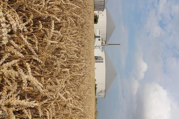A slippery slope | The German Biogas Association expects just 8 MW to be added to German biogas production capacity next year, a far cry from the 600 MW installed in 2011.