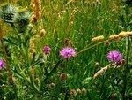 Wildpflanzen | Wildpflanzen könnten eine ökonomische und ökologische Alternative zum Maisanbau darstellen.
