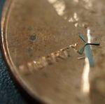 Weltkleinste Windturbine | Windrad auf einer 1-Cent-Münze. Von Blattspitze bis Turmfuß nur 1,8 Millimeter.