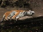 _bundesrat handzahm | Dieser Tiger schläft nur, doch bleibt er ein echter Tiger. Der Bundesrat machte sich heute beim EEG2012 zum Papiertiger.