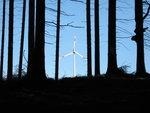 Rothaarwind Wind im Wald