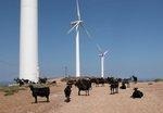 Windräder und Kühe | We can reduce emissions more by not eating meat than by switching to renewable power.