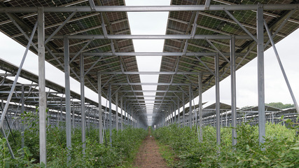 Die Ausrichtung der Module wurde an die landwirtschaftliche Bearbeitungsrichtung angepasst.