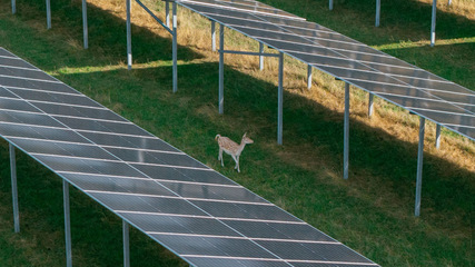 Die Wildtiere nehmen den Schutz der Module dankend an.