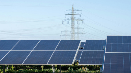 Im Solarpark Dedendorf haben die Projektpartner mehr Maßnahmen zur Artenvielfalt umgesetzt, als gesetzlich vorgesehen sind.